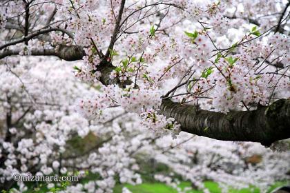 桜 草野水路