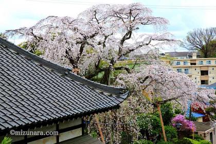 枝垂桜 桜 金蔵院