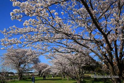 桜 花見川 花見川千本桜