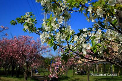 桜 花見川 花見川千本桜