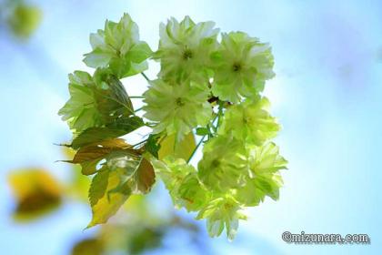 ウコンザクラ 桜 花島公園