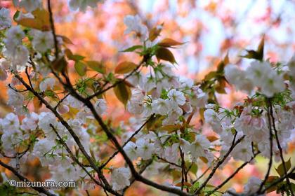 千里香 桜 花島公園