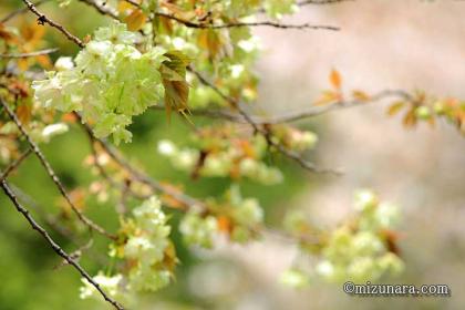 桜 花島公園 鬱金桜