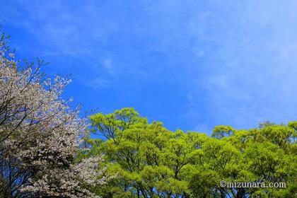 新緑 花島公園