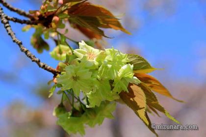 御衣黄桜 桜 花見川千本桜緑地