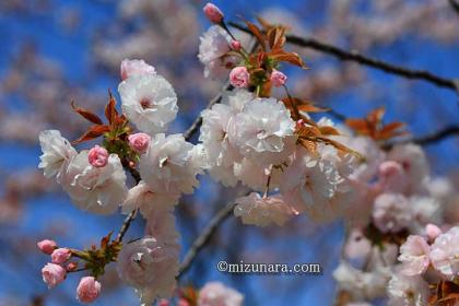 ボタン桜 桜 花見川千本桜緑地