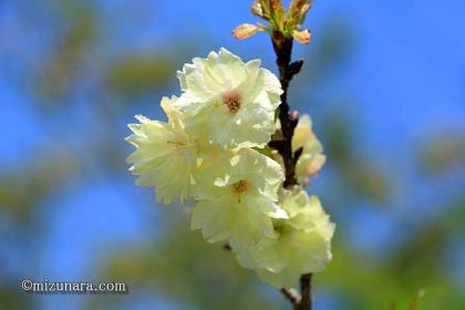 桜 花見川千本桜緑地 鬱金桜