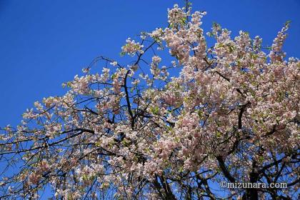 枝垂桜 桜 花見川千本桜緑地