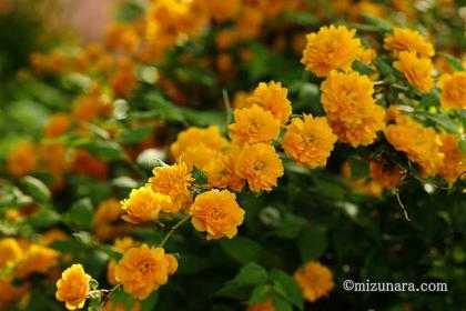 びっしりと花をつけたヤマブキ ヤマブキ