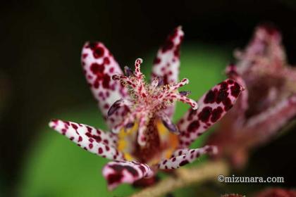 今年も咲いたホトトギス ホトトギス