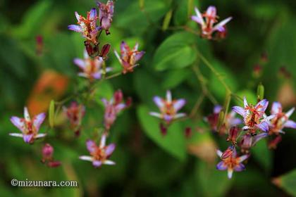群落を作るタイワンホトトギス ホトトギス