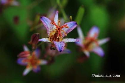 それにしても異様な花の形 ホトトギス