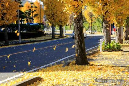 落ち葉 銀杏 銀杏並木