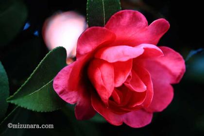 山茶花
