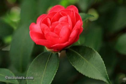 山茶花