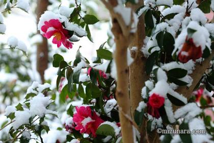 山茶花 雪
