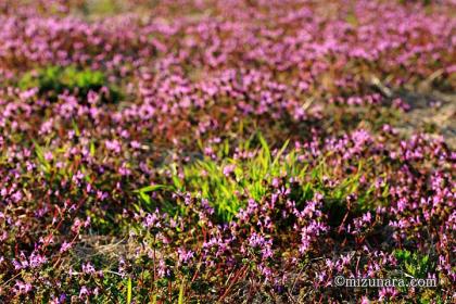 ホトケノザ 春の野辺