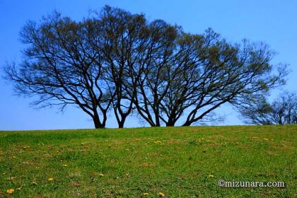 タンポポ 春の公園 芝生