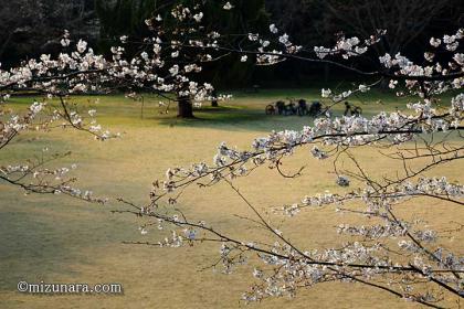 春の公園 桜