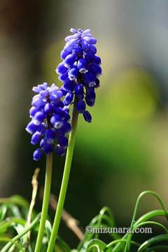 ムスカリ