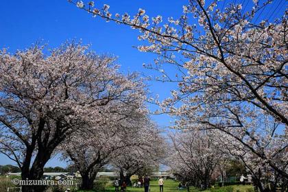 桜 花見川千本桜緑地