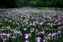 2026年6月 カレンダー壁紙 佐倉城址公園 梅雨 花菖蒲 菖蒲田