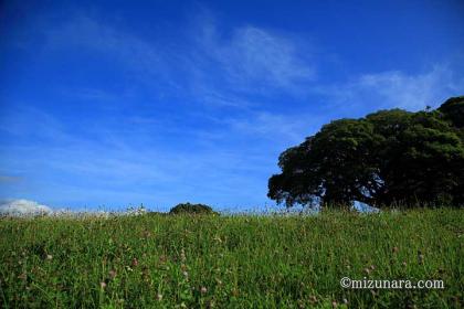 夏の公園 野草