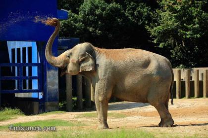 ゾウ 千葉市動物公園