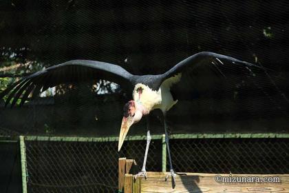 アフリカハゲコウ 千葉市動物公園