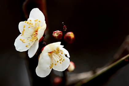 咲き出した梅の花