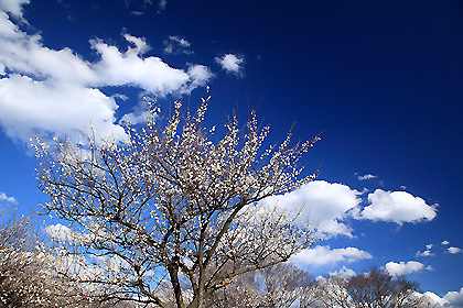 梅と青空