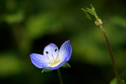 ほんのりピンクの雌蕊が綺麗