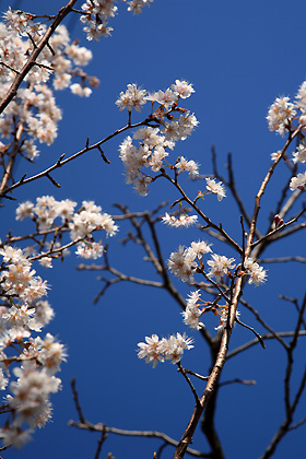 庭の桜は散り始め