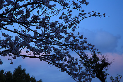 春の夕空