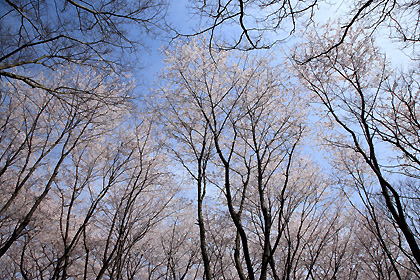 佐倉城址公園