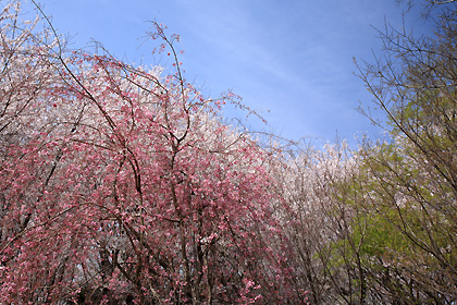 佐倉城址公園