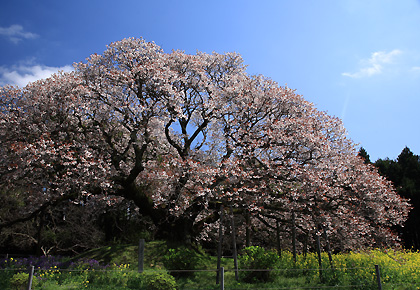 吉高の大桜