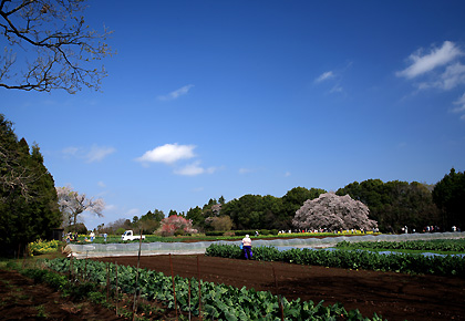 吉高の大桜