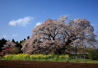 吉高の大桜