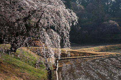 花園のしだれ桜