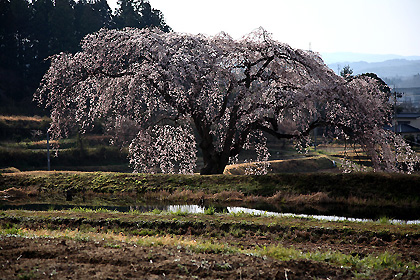 花園のしだれ桜