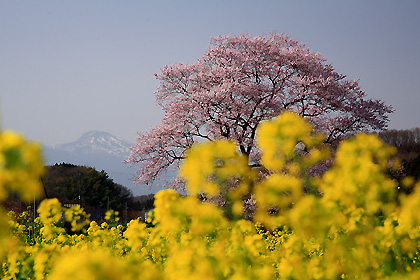 下瀬縫の桜