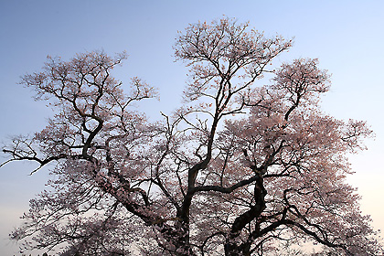 寺子の桜