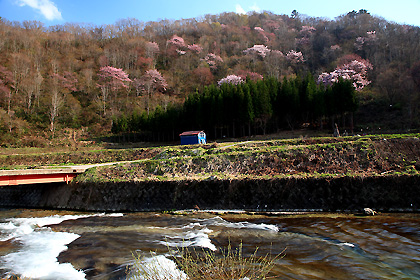 戸赤の山桜