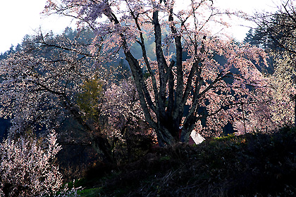 夕方のうえんでの桜