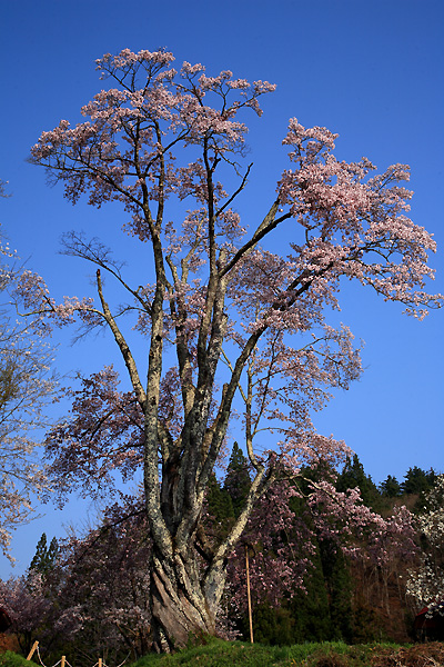 うえんでの桜