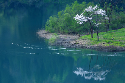 つるの湯の桜