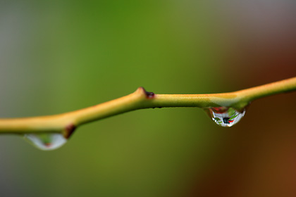 雨粒３