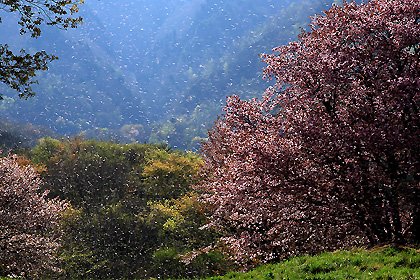 桜吹雪