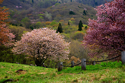 西蔵王放牧場の大山桜